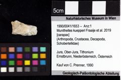 Foto (Objket + Etiketten) von Cracensigillatus gracilirostrus (Robins, Feldmann & Schweitzer, 2013) 